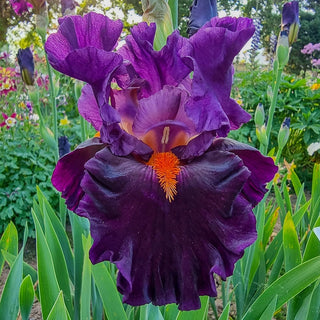 Sharp Dressed Man Bearded Iris Seeds